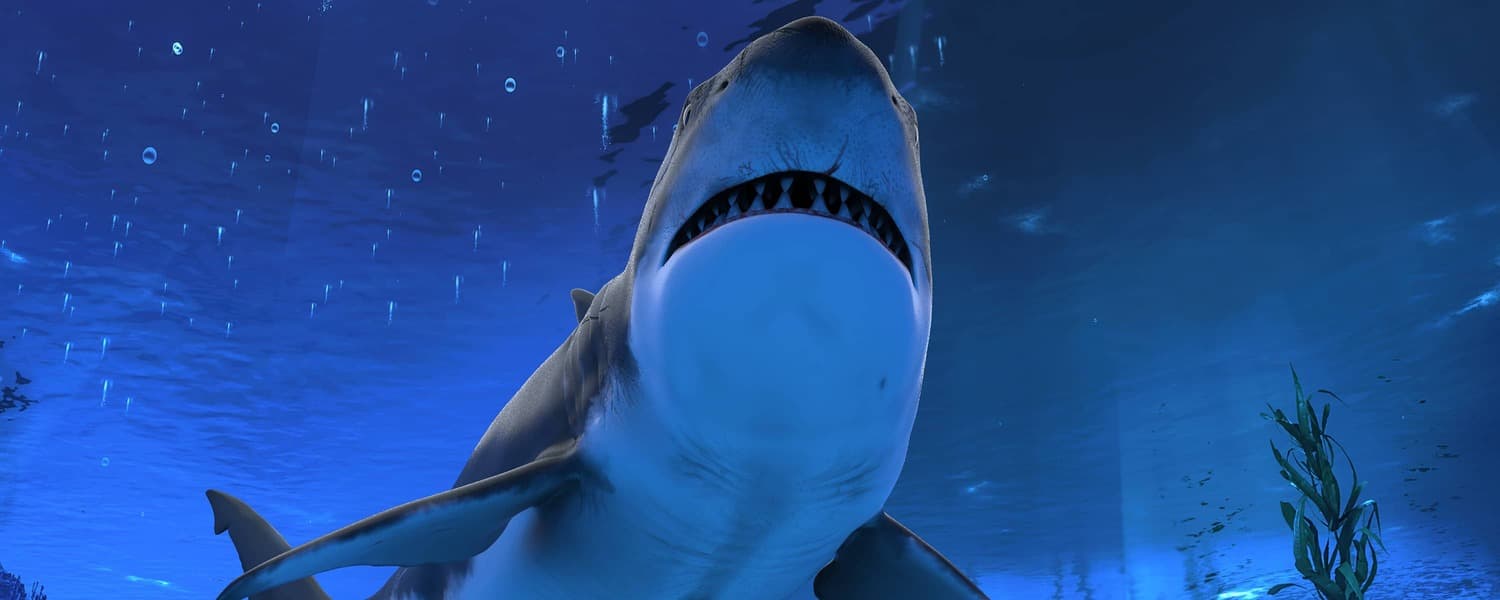 Upward view of great white shark underwater