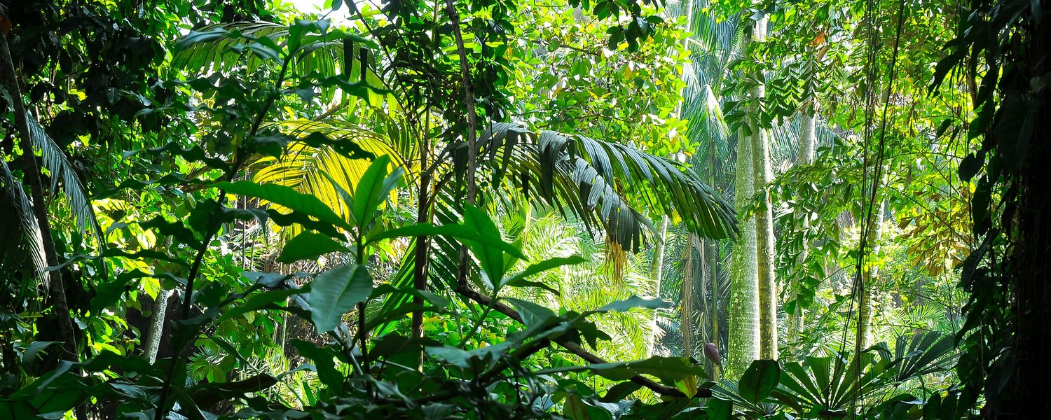 Jungle scenery