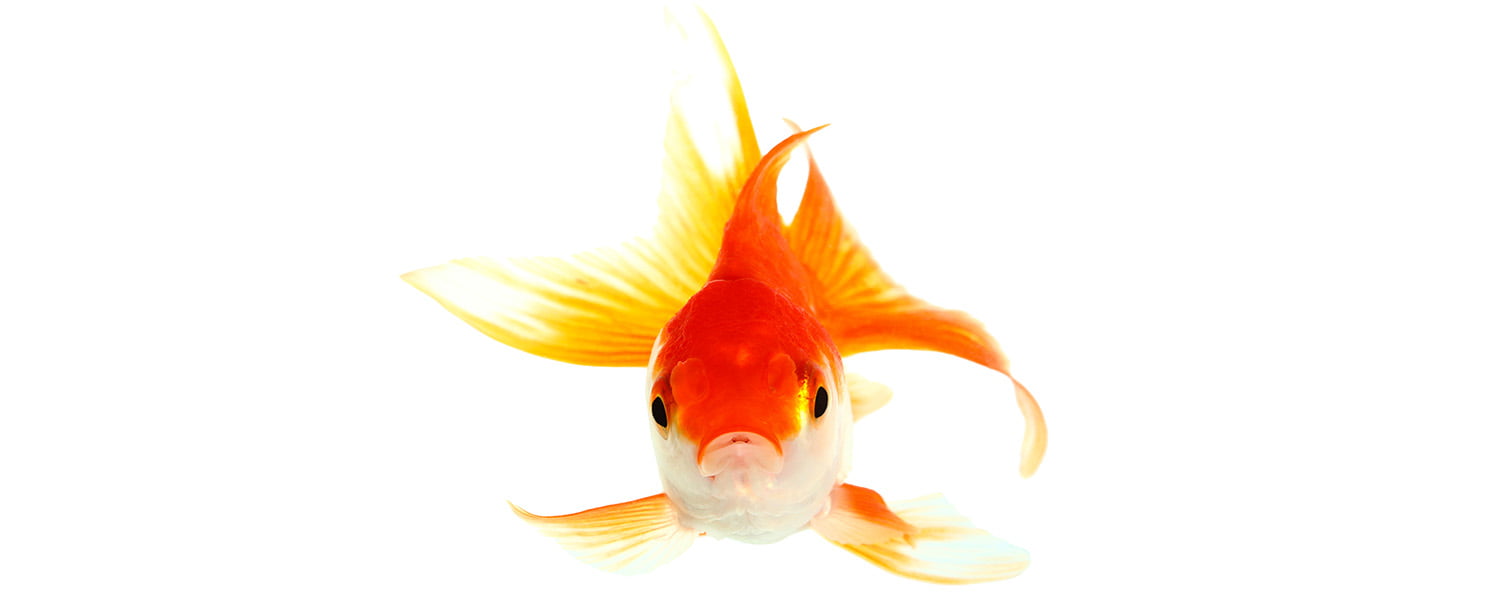 Goldfish close up isolated on white background